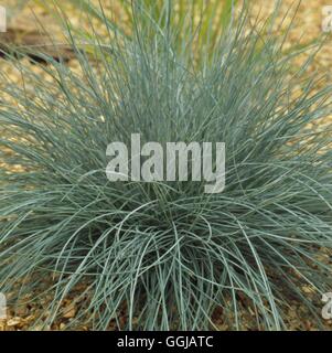 Festuca glauca - `Elijah Blue'   GRA107932 Stock Photo